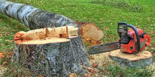 Best Tree Risk Assessment  in Los Lunas, NM