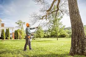 Best Seasonal Cleanup (Spring/Fall)  in Los Lunas, NM