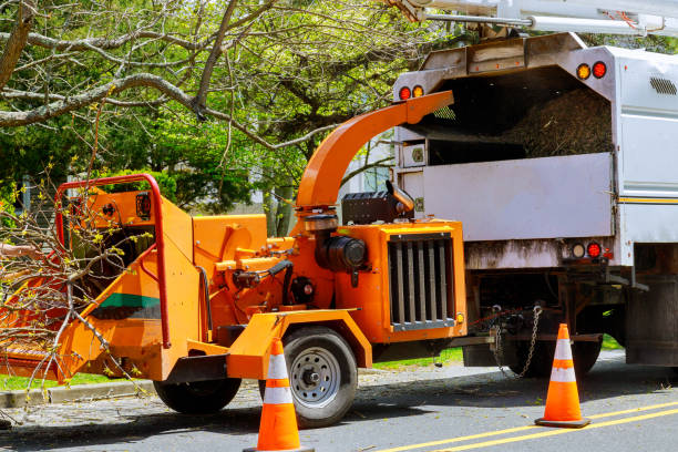 Best Tree Preservation Services  in Los Lunas, NM