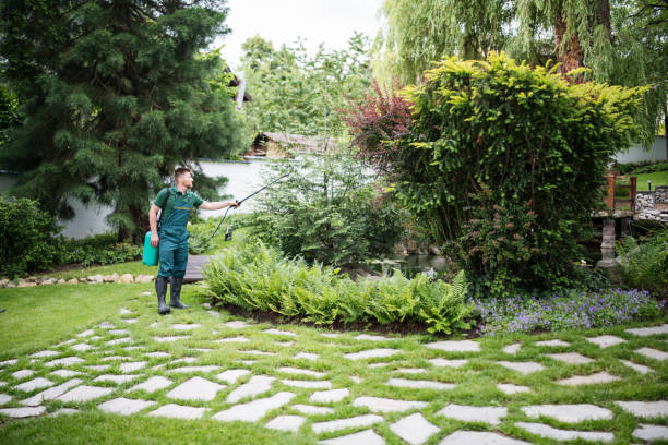 Best Root Management and Removal  in Los Lunas, NM